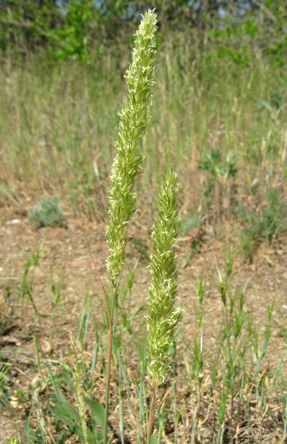 Image of Koeleria biebersteinii specimen.