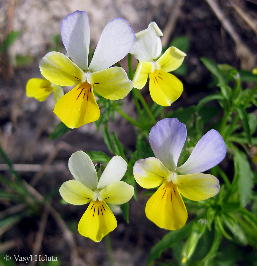 Image of Viola tricolor specimen.