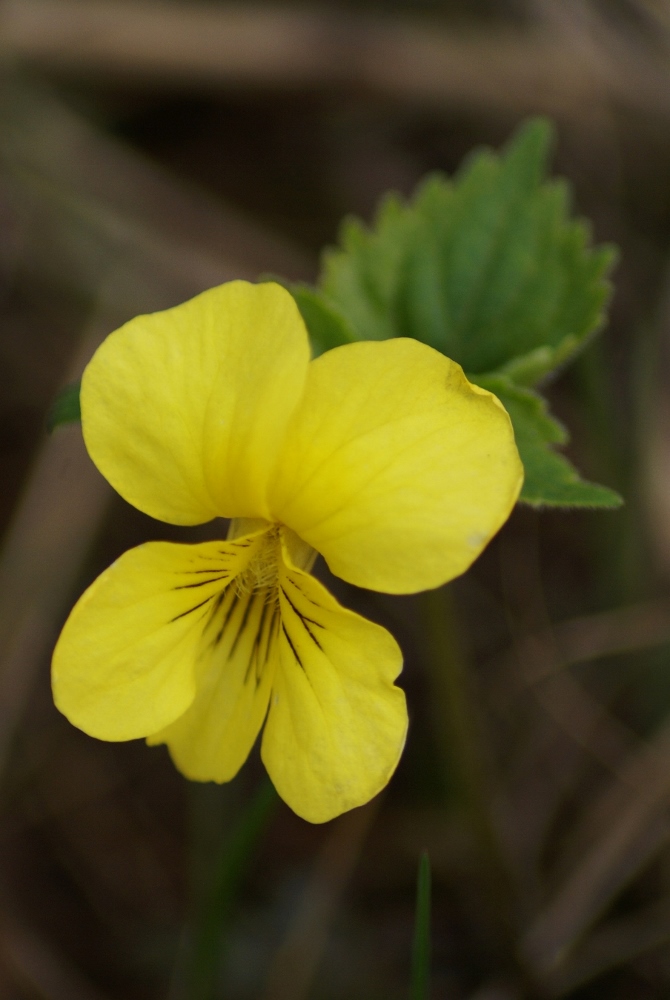 Image of Viola uniflora specimen.