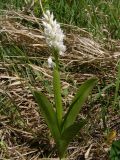 Orchis militaris