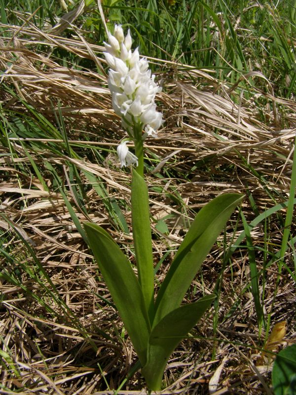 Изображение особи Orchis militaris.