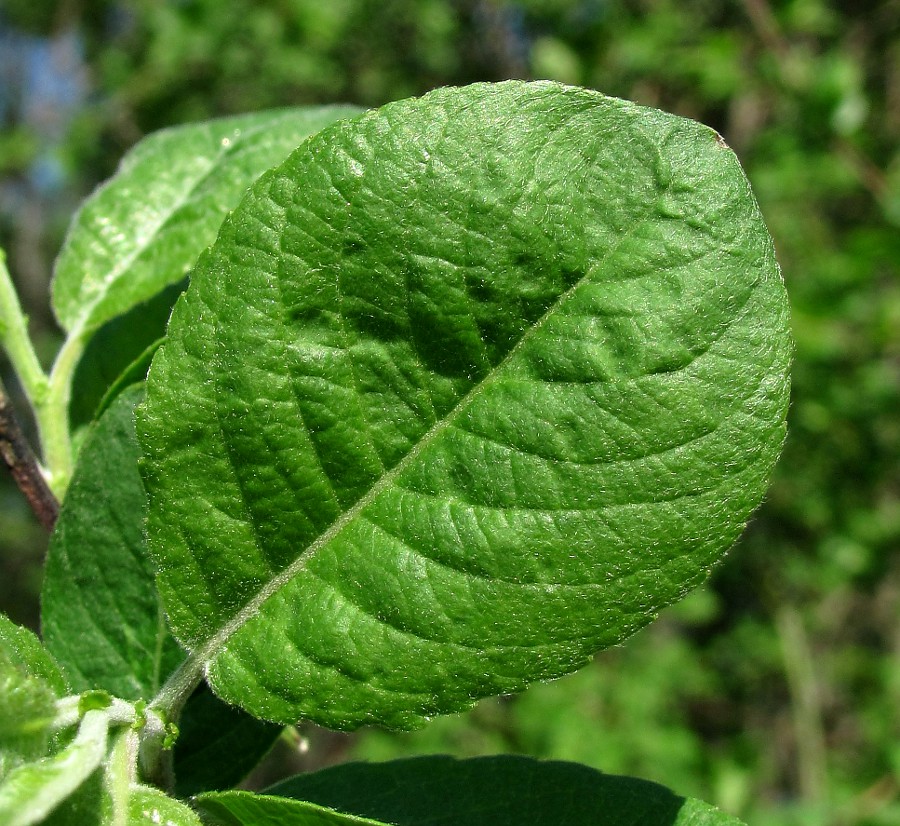 Image of Salix myrsinifolia specimen.