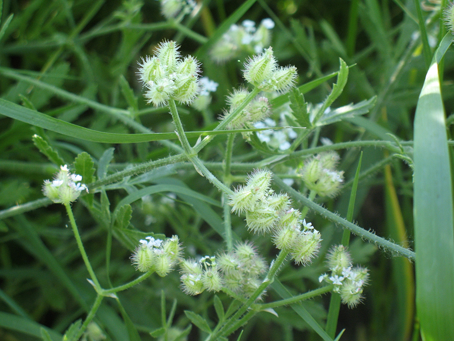 Изображение особи Turgenia latifolia.