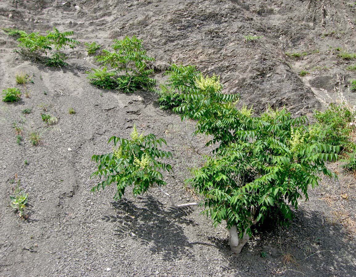 Изображение особи Ailanthus altissima.