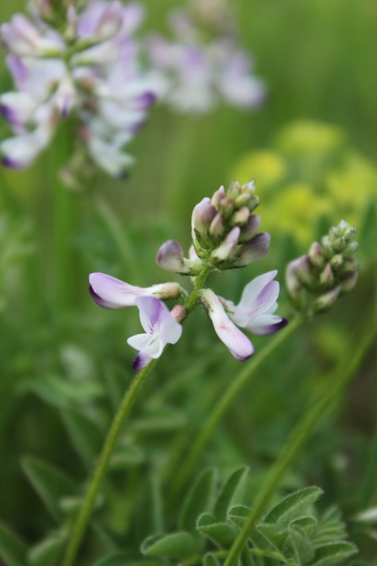 Изображение особи Astragalus alpinus.