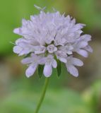 Knautia drymeia