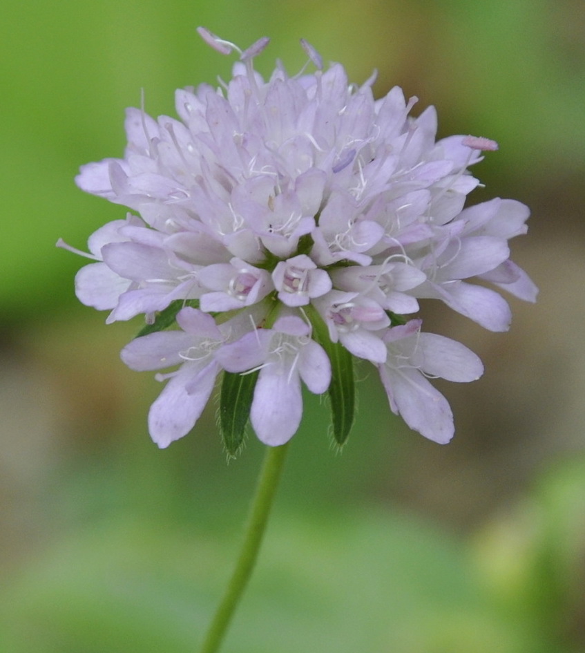 Image of Knautia drymeia specimen.