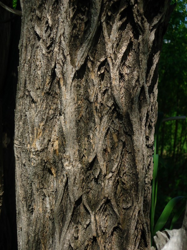 Image of Sambucus kamtschatica specimen.