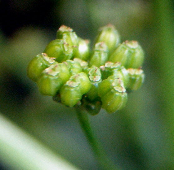 Изображение особи Apium graveolens.