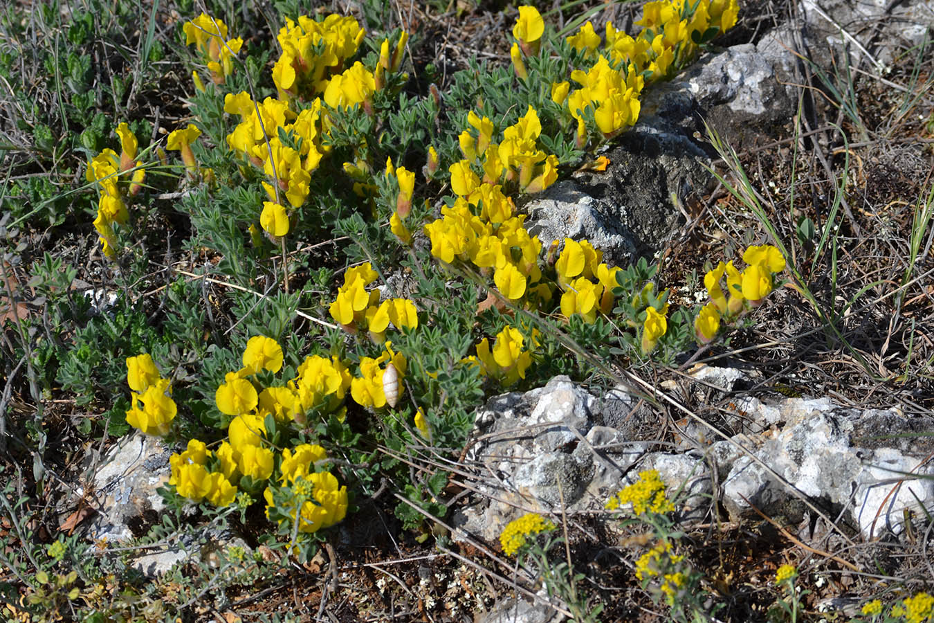 Изображение особи Chamaecytisus polytrichus.