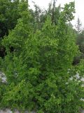 Carpinus orientalis