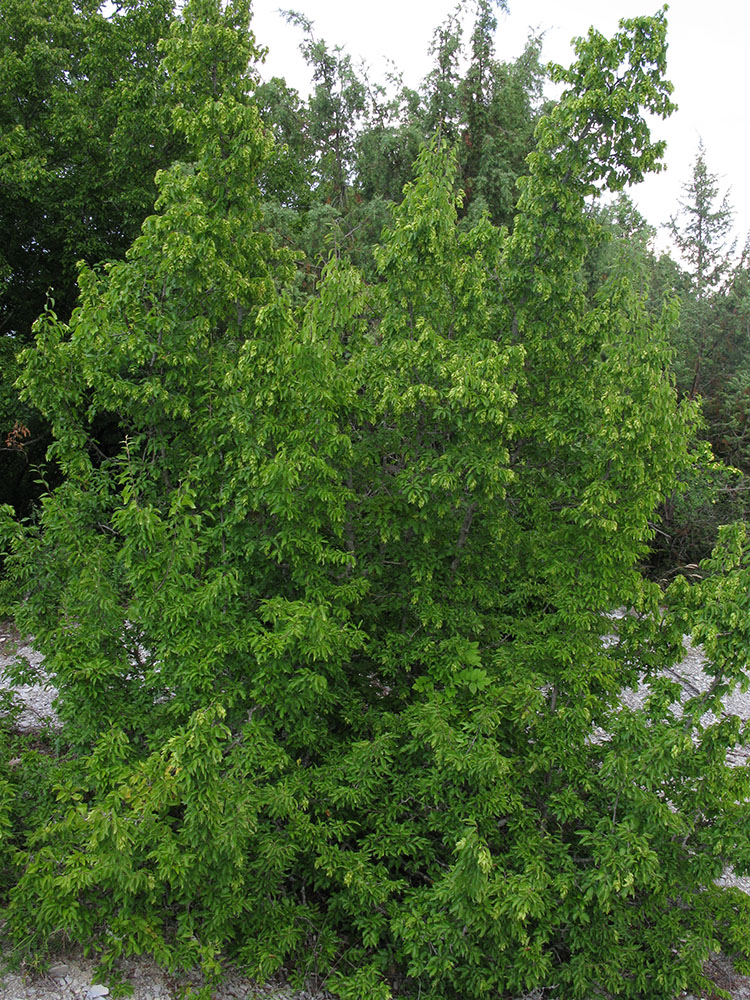 Image of Carpinus orientalis specimen.