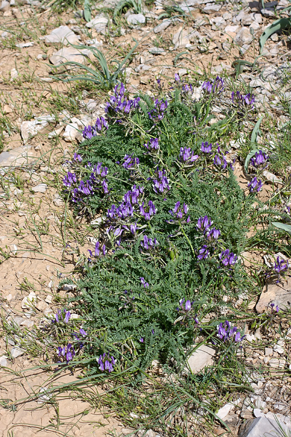 Image of Astragalus masenderanus specimen.