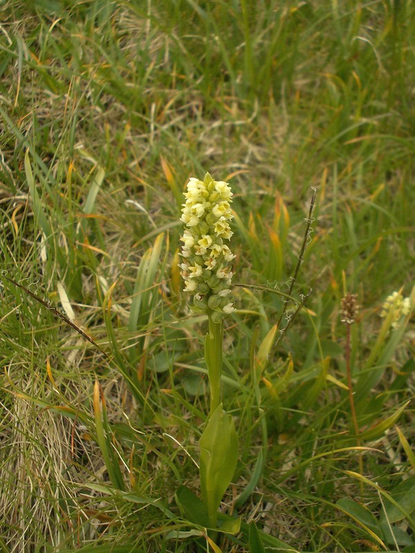 Изображение особи Pseudorchis albida.