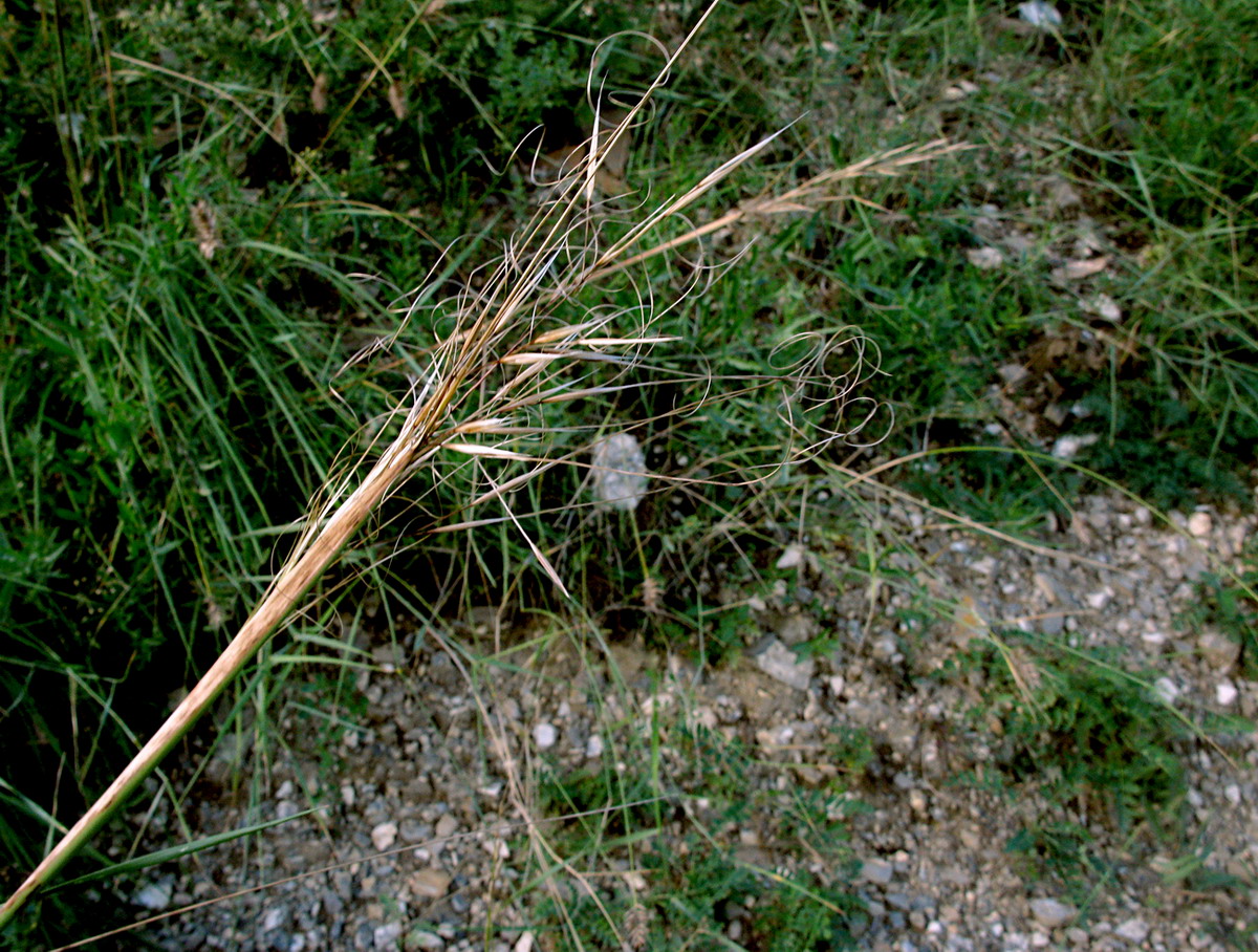 Image of Stipa baicalensis specimen.