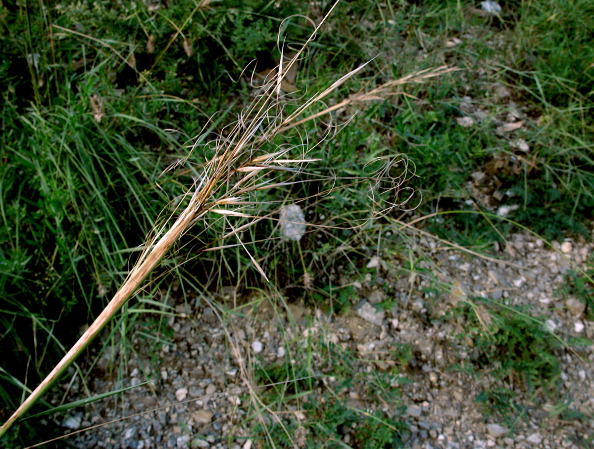 Изображение особи Stipa baicalensis.