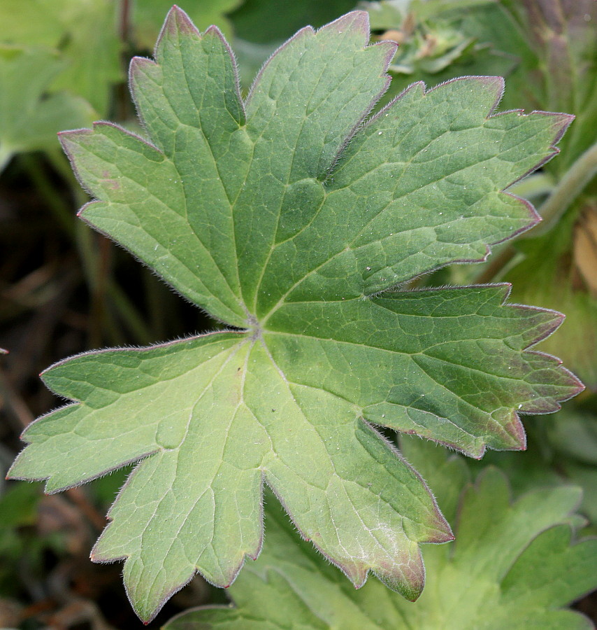 Изображение особи Geranium wlassovianum.