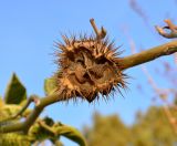 Datura innoxia