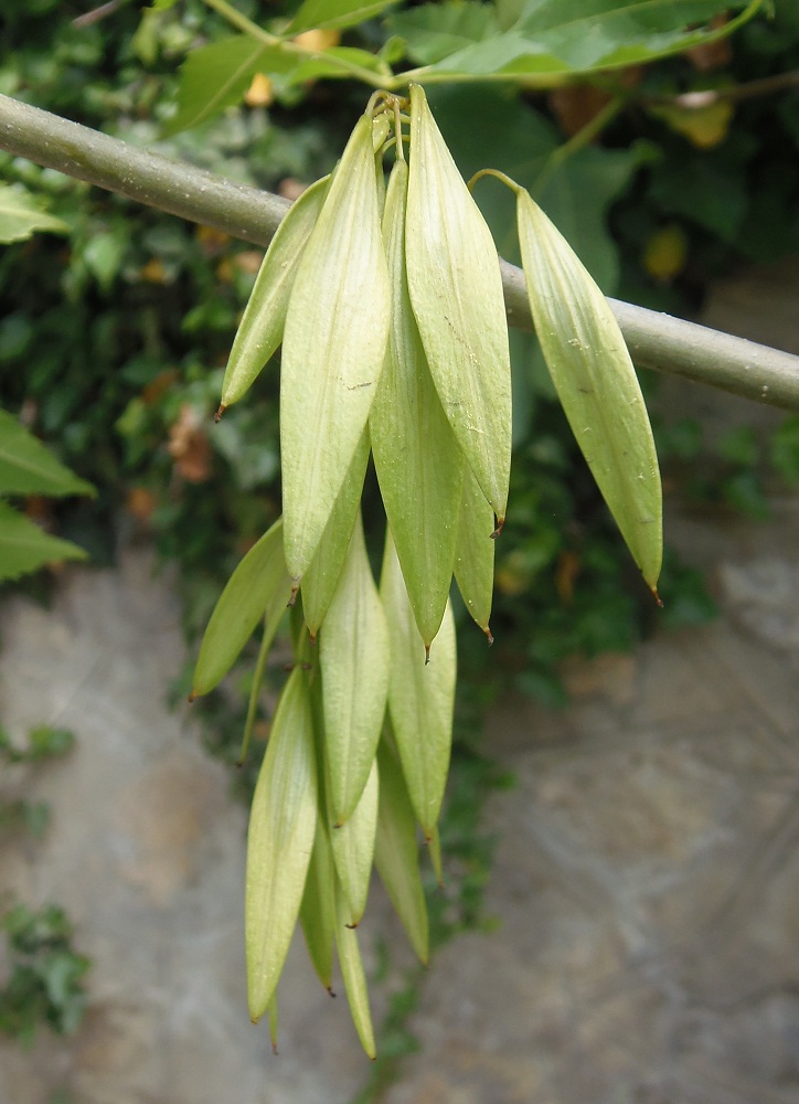 Изображение особи Fraxinus oxycarpa.