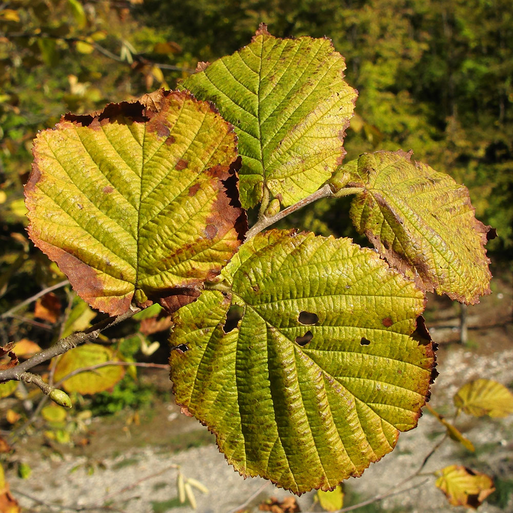 Изображение особи Corylus avellana.