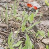 Pilosella aurantiaca. Цветущее растение. Казахстан, Заилийский Алатау выше Чимбулака, 2400-2500 м н.у.м. 01.07.2013.