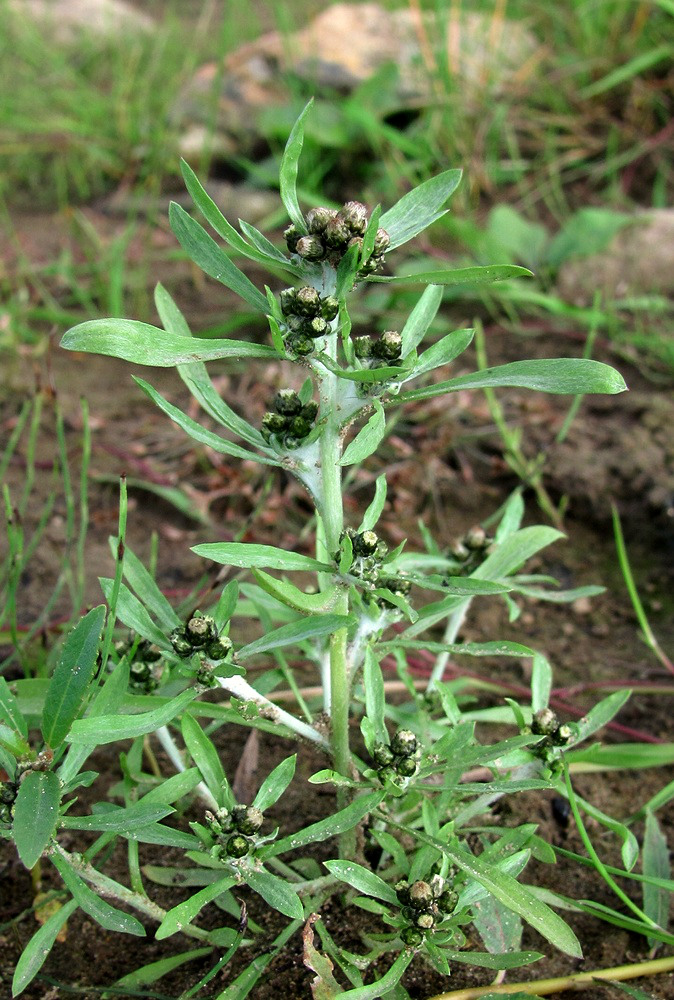 Image of Gnaphalium uliginosum specimen.