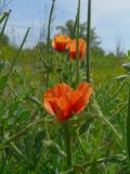 Glaucium corniculatum