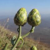 Centaurea salonitana