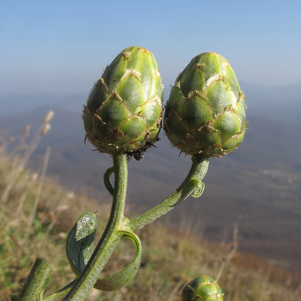 Image of Centaurea salonitana specimen.