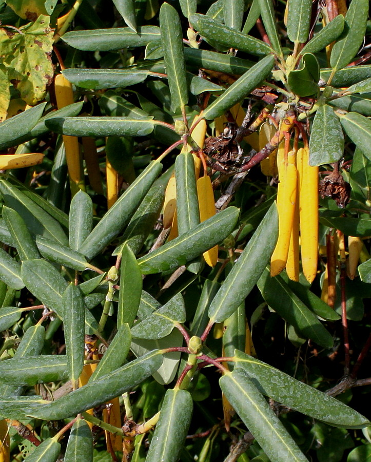 Изображение особи Rhododendron sutchuenense.