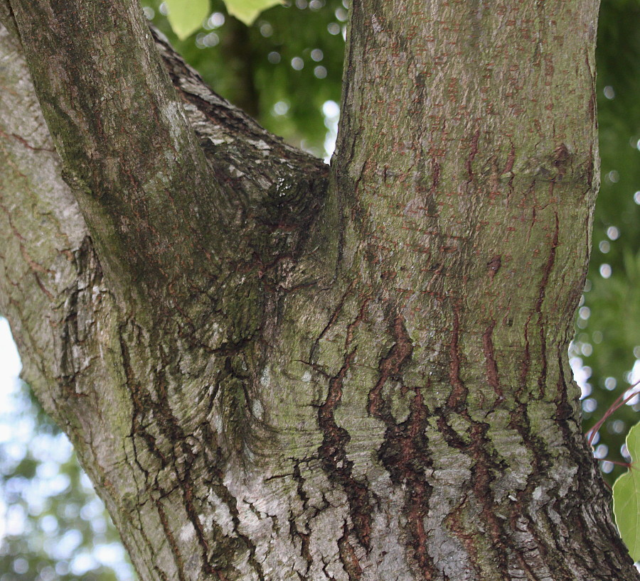 Image of Liquidambar formosana specimen.