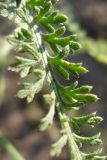 Achillea micrantha