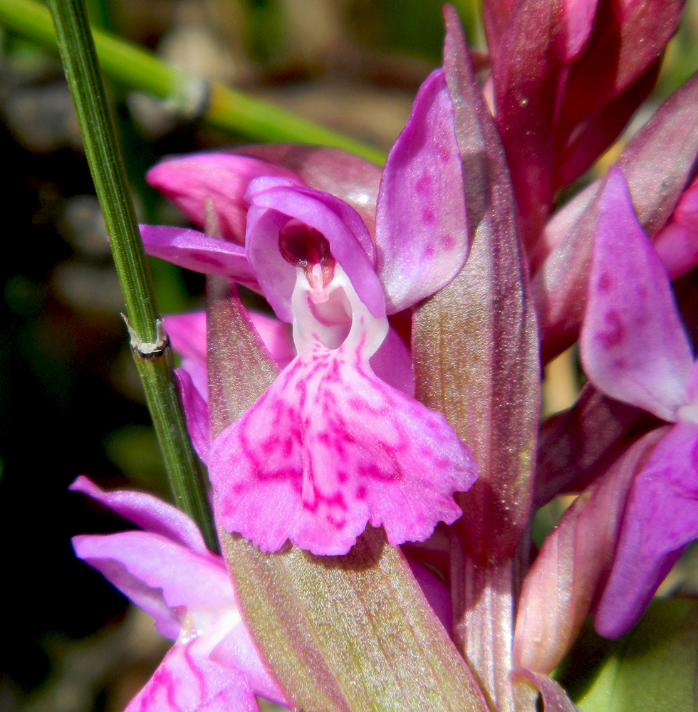 Image of Dactylorhiza euxina specimen.