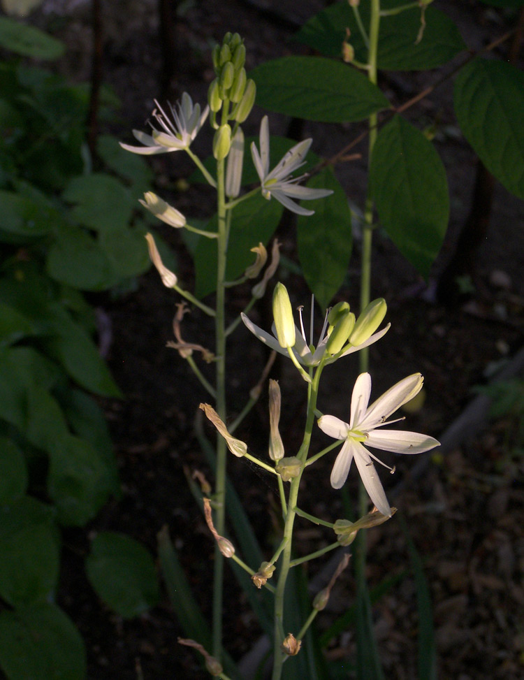 Image of Camassia leichtlinii specimen.