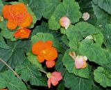 Begonia × tuberhybrida. Верхушки побегов с цветками и бутонами (махровая форма). Германия, г. Duisburg, Ботанический сад. 20.09.2013.