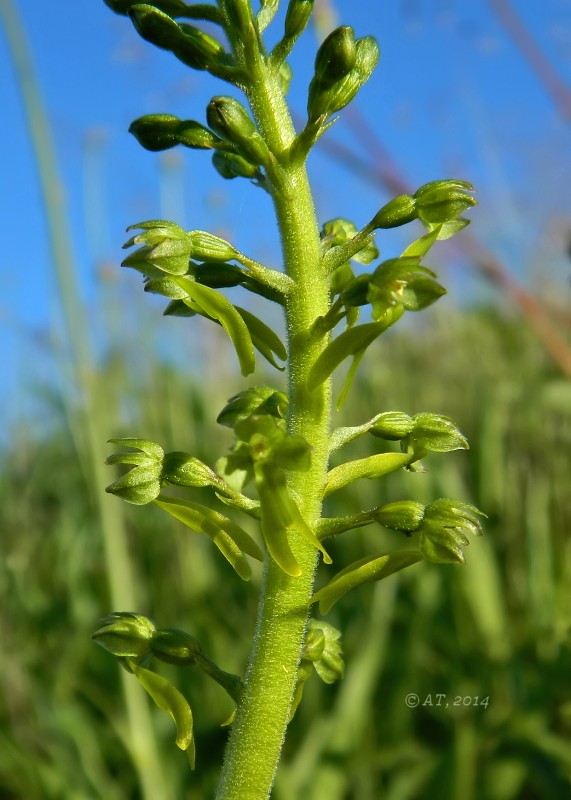 Изображение особи Listera ovata.