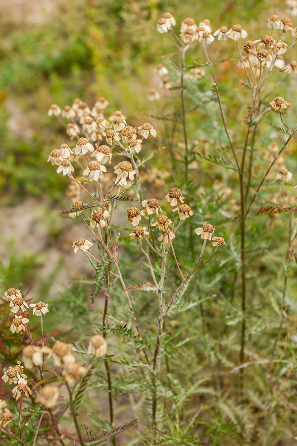 Изображение особи Achillea impatiens.