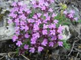 Thymus tauricus