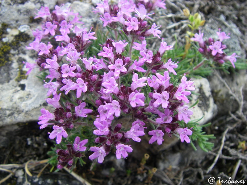 Изображение особи Thymus tauricus.