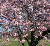 Cerasus sachalinensis. Нижняя часть кроны цветущего растения ('Accolade'). Германия, г. Дюссельдорф, Ботанический сад университета. 10.03.2014.