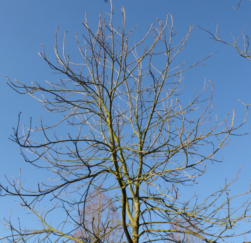 Image of Carya tomentosa specimen.