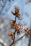 Ulmus pumila. Цветущий побег. Восточный Казахстан, г. Усть-Каменогорск, правый берег р. Иртыш. 14.04.2012.