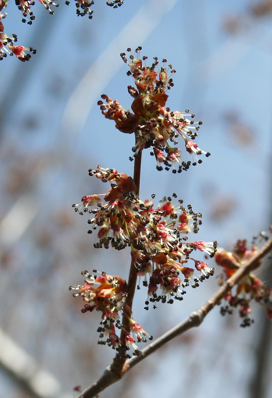 Изображение особи Ulmus pumila.