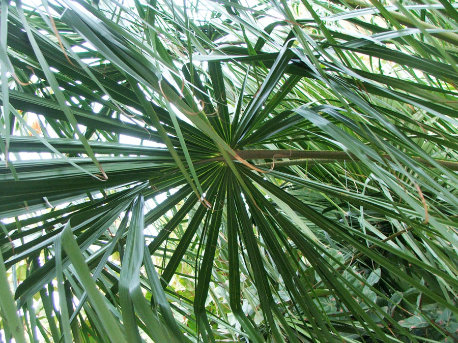 Image of Livistona decipiens specimen.