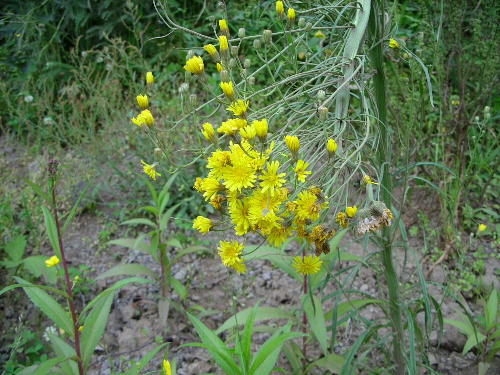 Image of Crepis tectorum specimen.