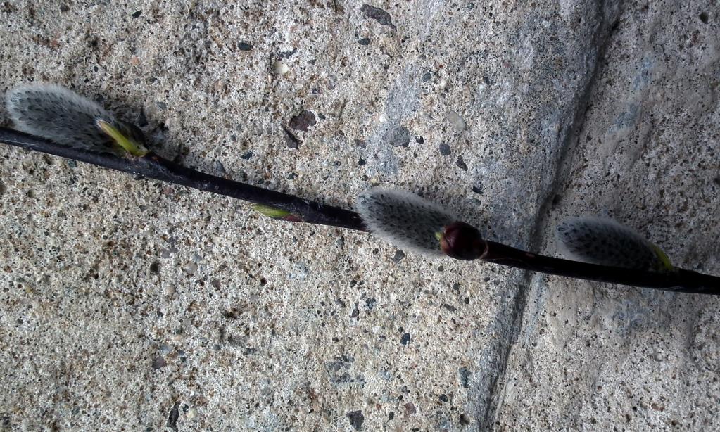 Image of genus Salix specimen.