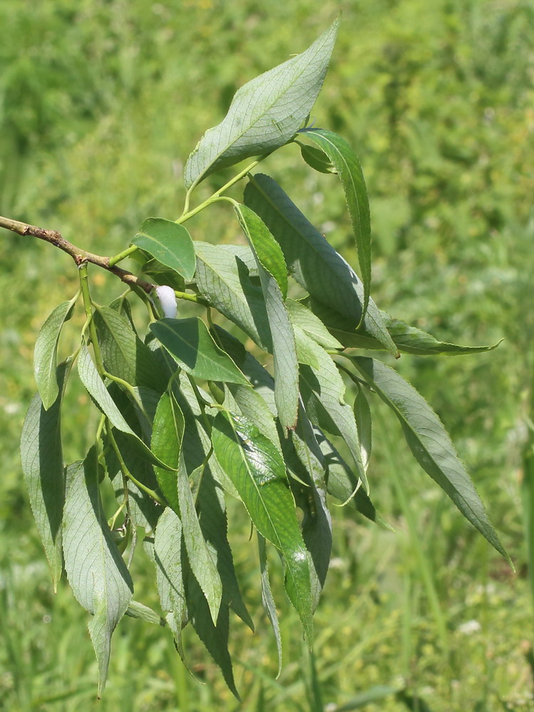 Image of Salix euxina specimen.