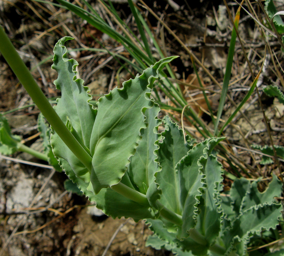 Изображение особи Oberna crispata.