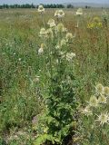 Dipsacus laciniatus