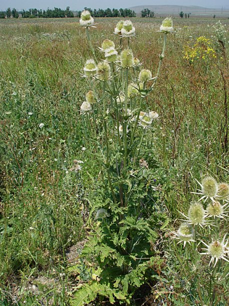 Изображение особи Dipsacus laciniatus.